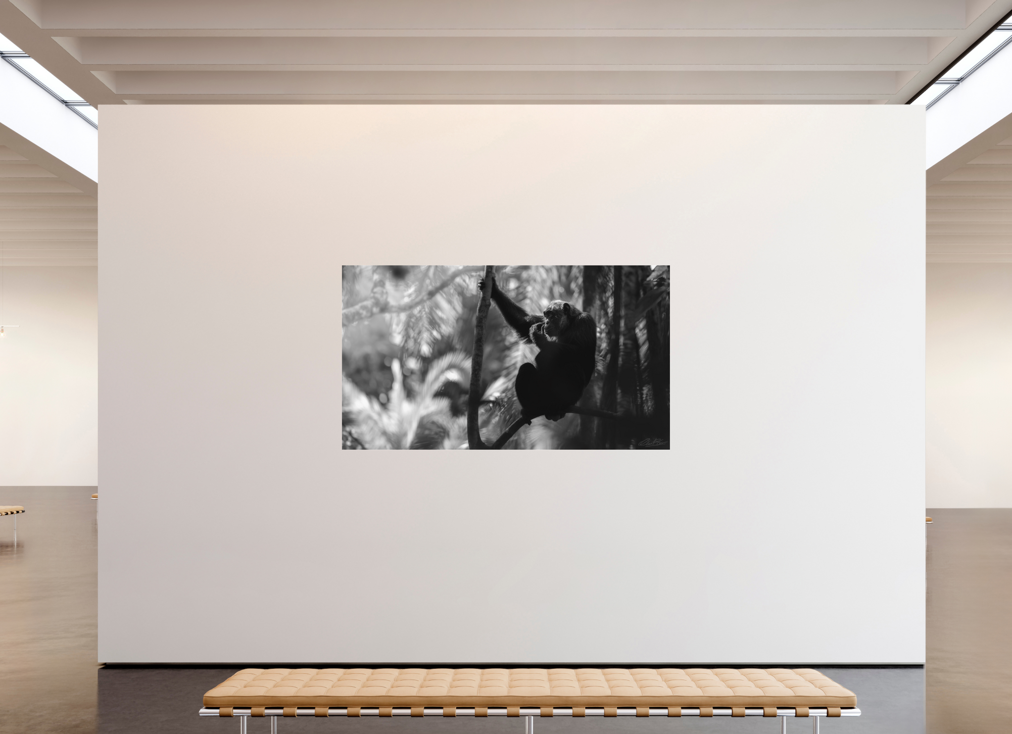 208 x 117 cm, Fine Art Print Under Acrylic - No Frame The Jungle Philosopher