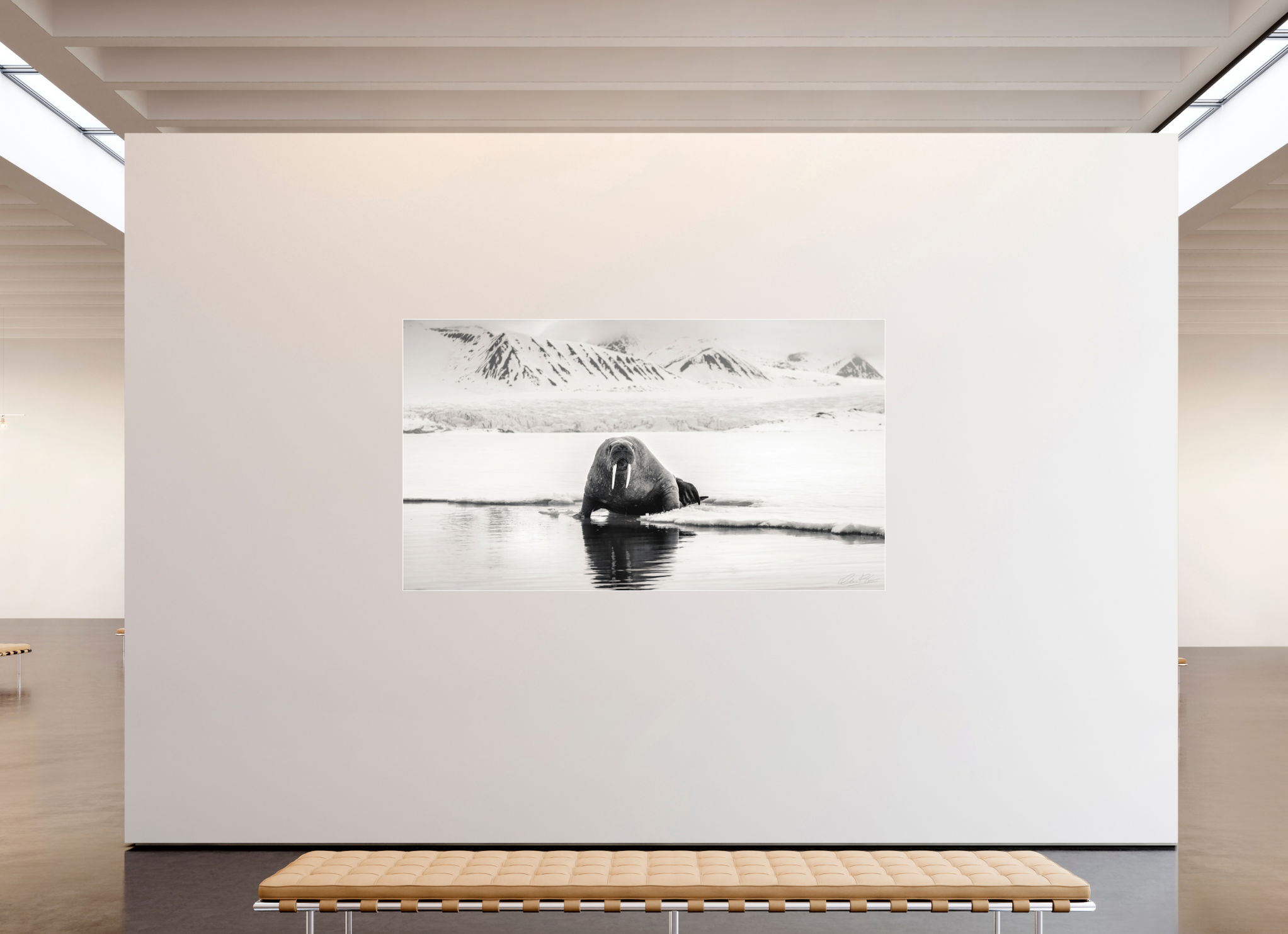 240 x 135 cm, Fine Art Print Under Acrylic - Slimline Aluminium White Frame Tusks on ice