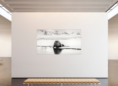 240 x 135 cm, Fine Art Print Under Acrylic - Slimline Aluminium Black Frame Tusks on ice