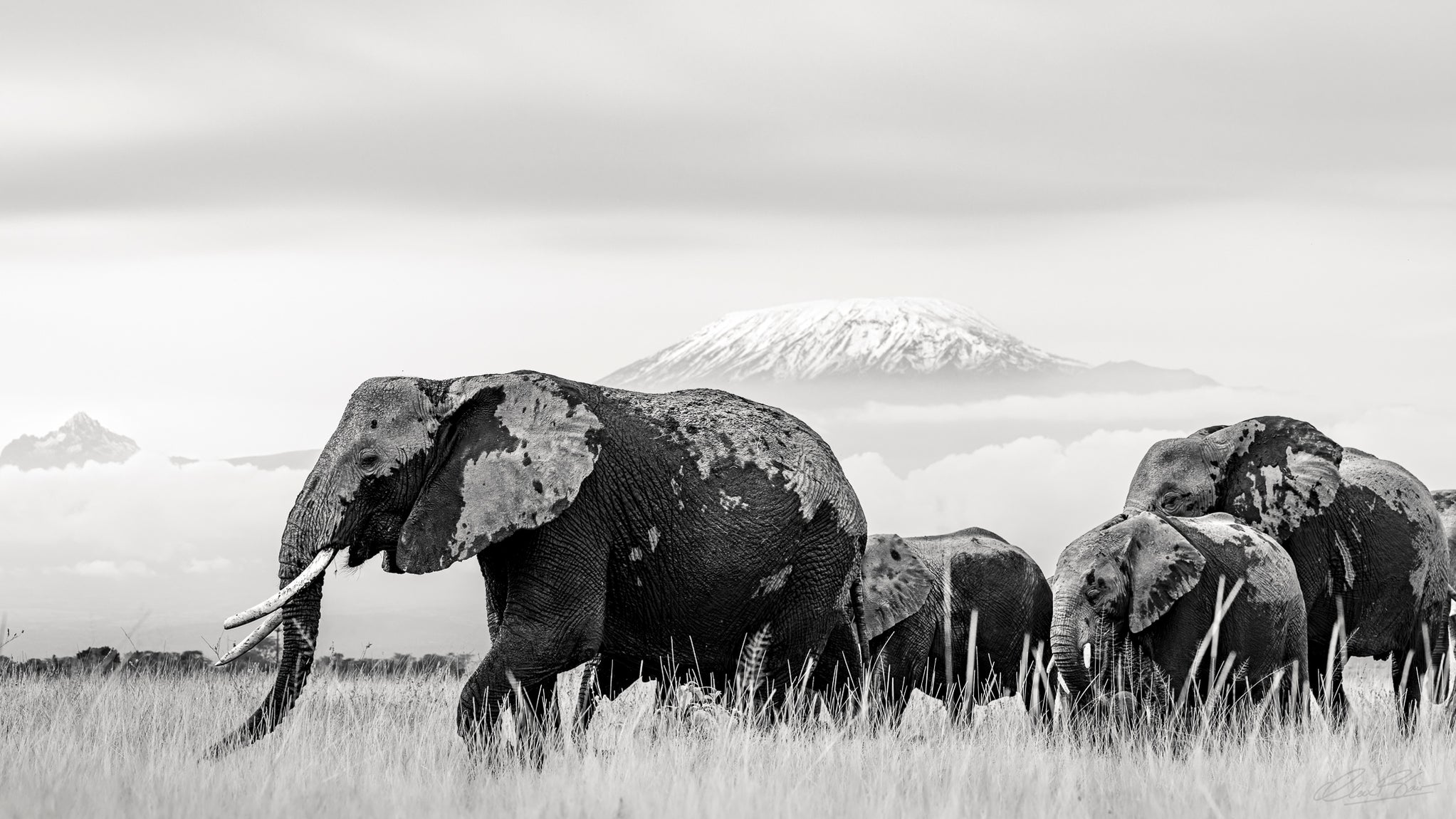 Giants