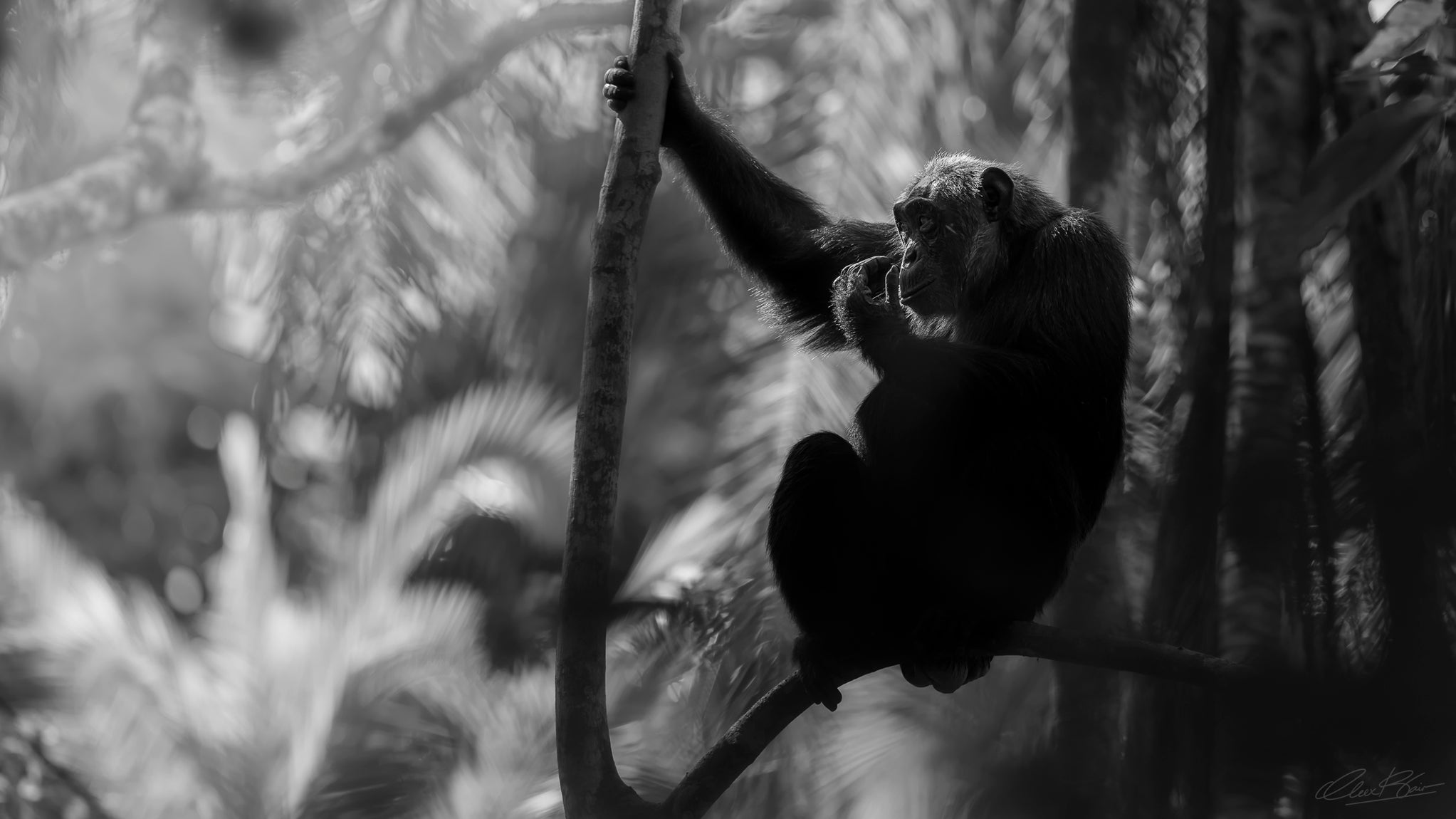 The Jungle Philosopher