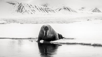 Tusks on ice