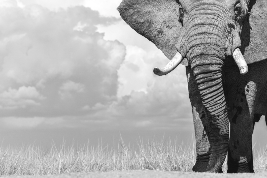 Main image Dominance