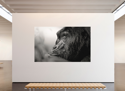 288 x 180 cm, Fine Art Print Under Acrylic - No Frame Navel-gazer